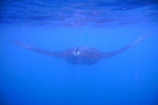 Snorqueleando manta raya
